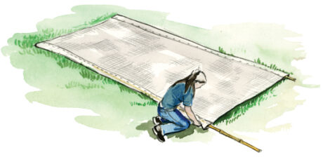 Row Covers: The No-Spray Way to Protect Plants Image